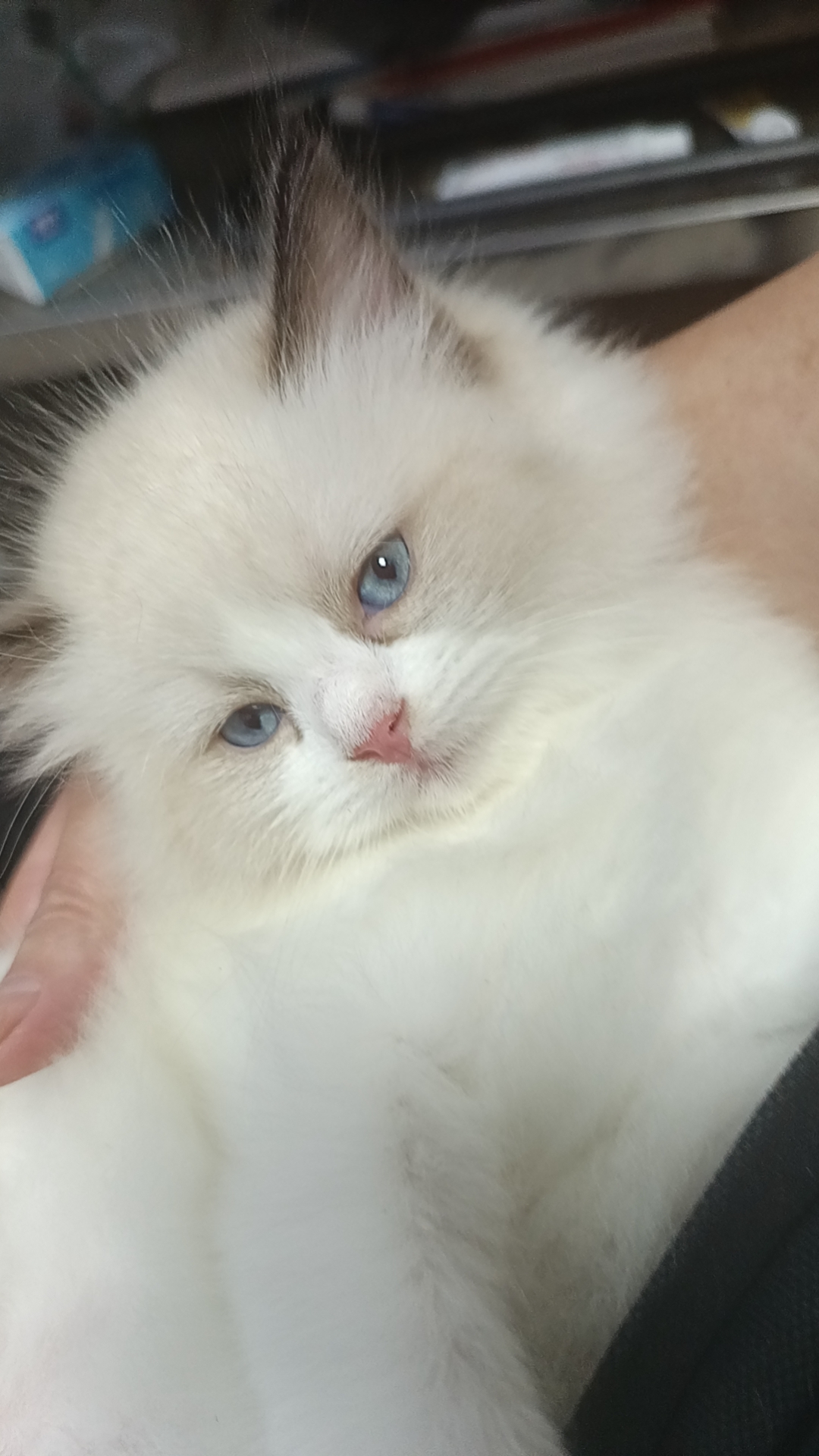 可以随便撸的布偶妹妹找主人，新脸版哦